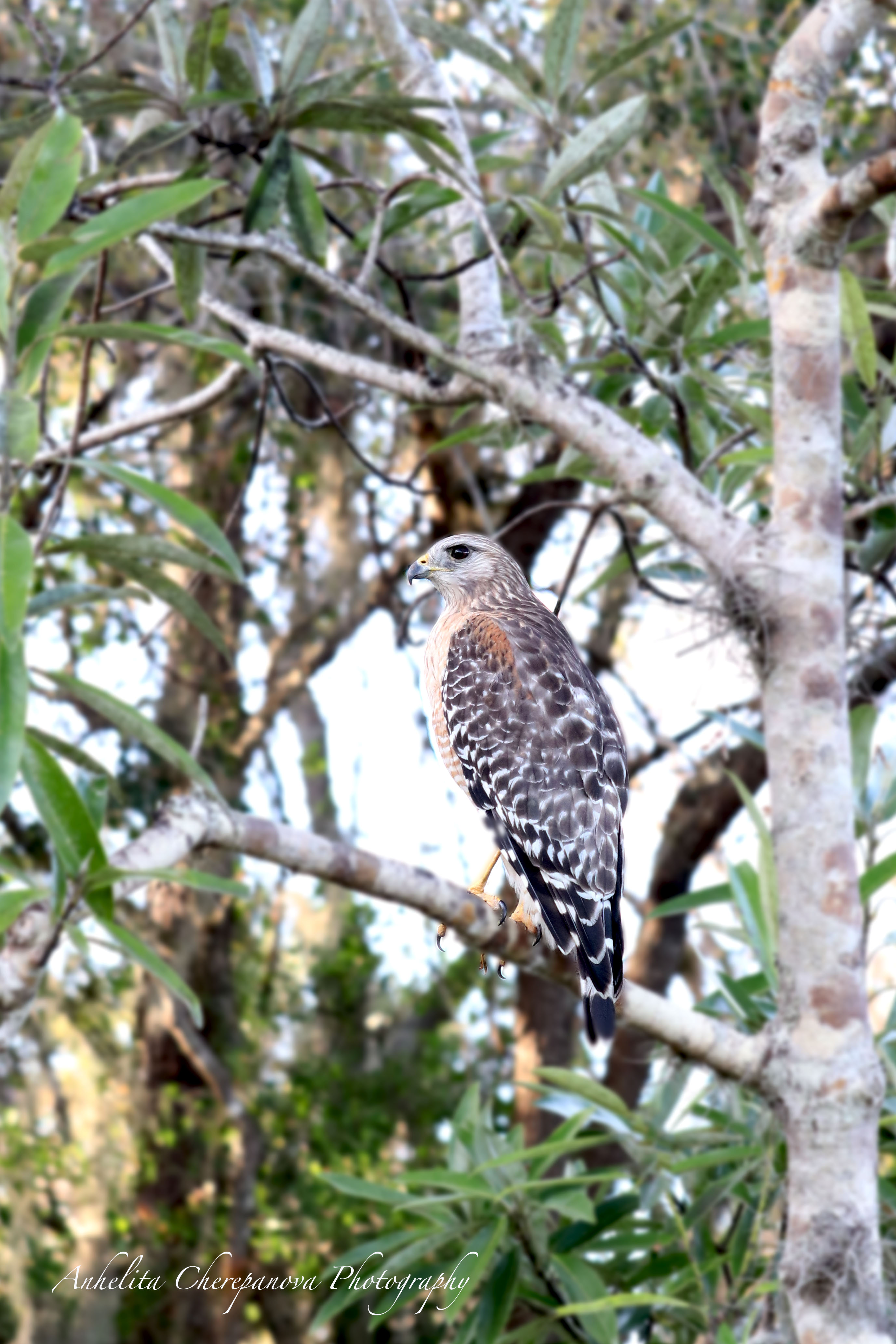 Copyright, the bird,  Natural frame,Mayaka State Park, Florida, Anhelita Cherepanova Photography