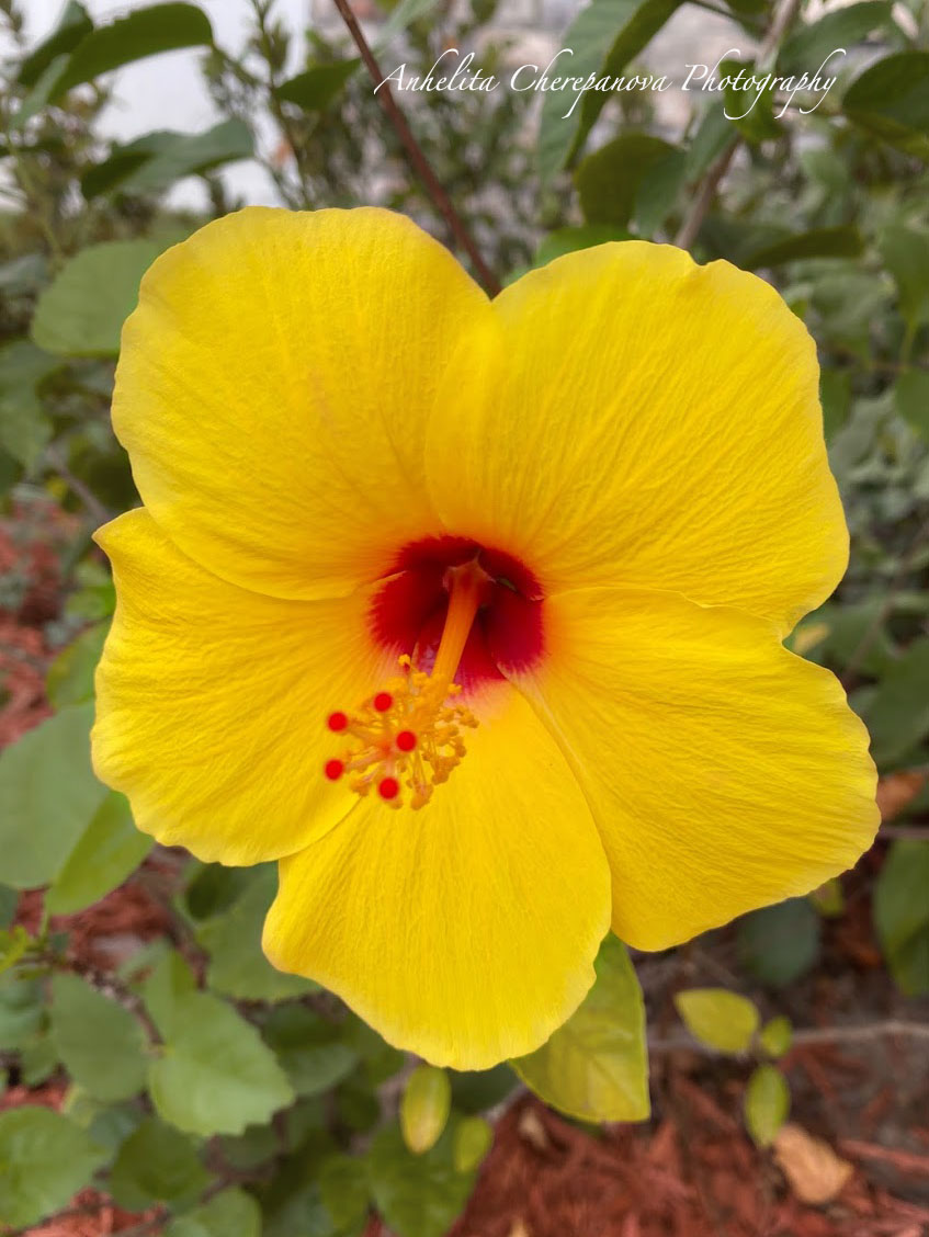 Copyright, The flower, live in session, Anhelita Cherepanova Photography.